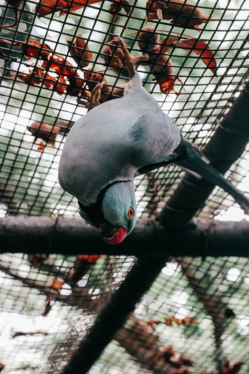 Blue Indian ringneck parrot hanging upside down from aviary ceiling.