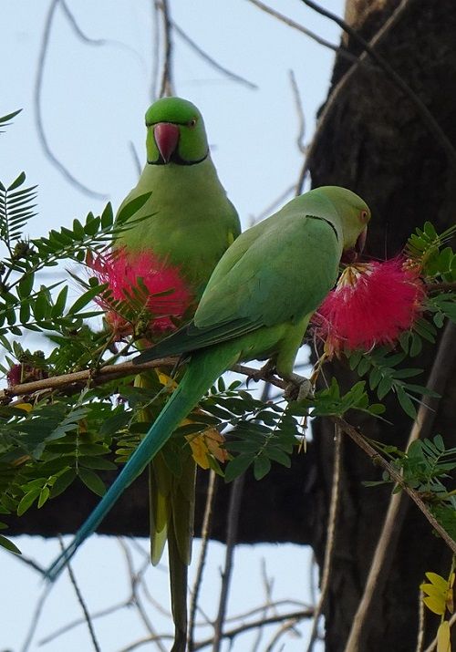 Indian ringneck parrots feeding on flowers in a tree.