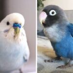 Blue budgie (left) and blue yellow-collared lovebird (right).