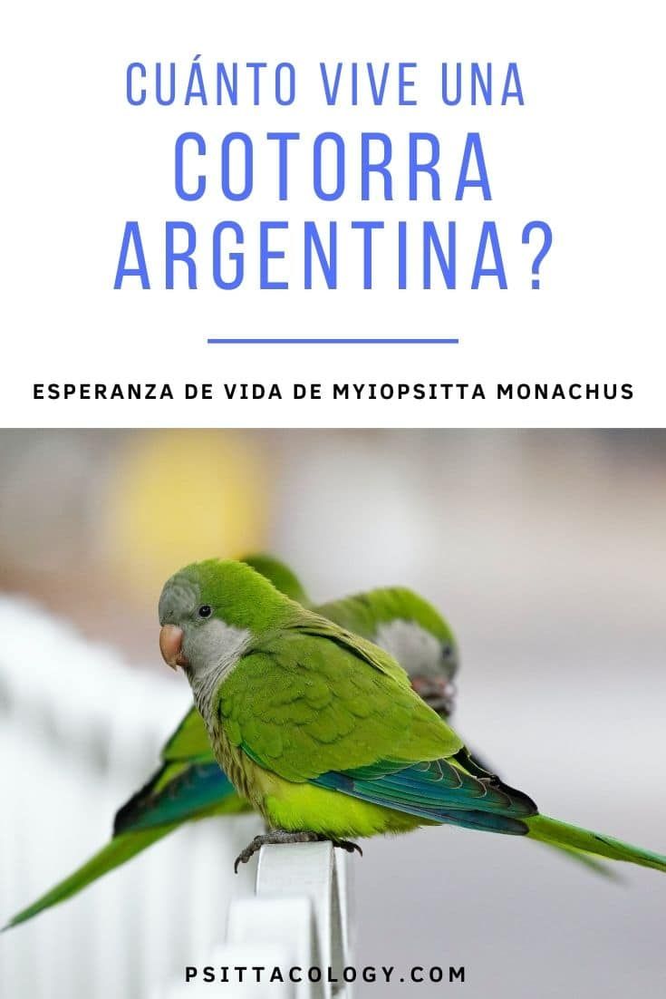 Cotorras argentinas verdes (Myiopsitta monachus) | Cuánto vive una cotorra argentina?