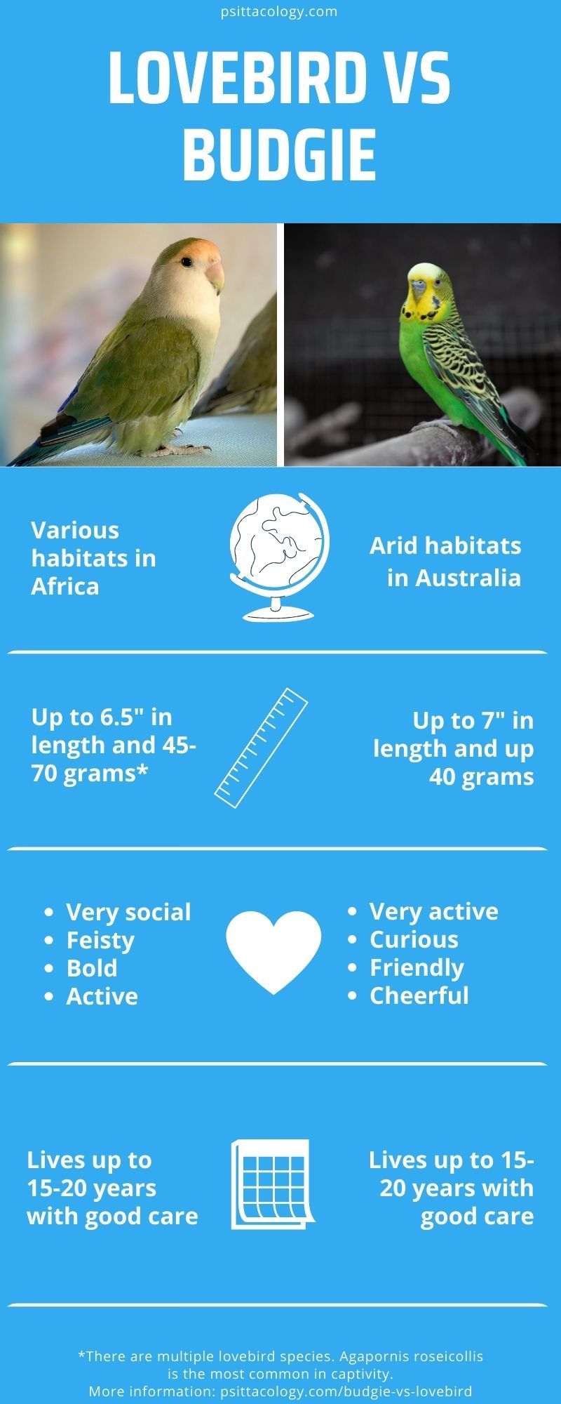 Infographic showing the differences between budgies (Melopsittacus undulatus) and lovebirds (genus Agapornis), two popular small pet parrot species | Budgie vs lovebird