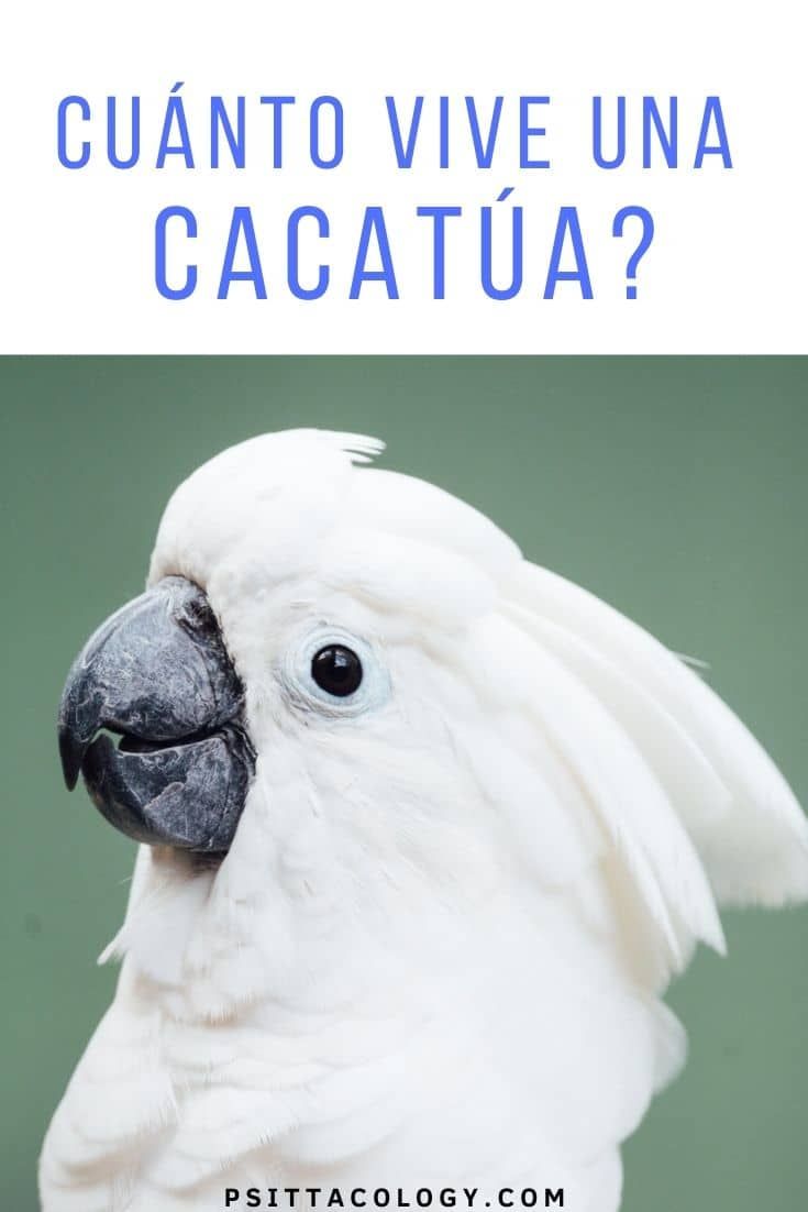 Cacatúa blanca (Cacatua alba) | ¿Cuánto viven las cacatúas?