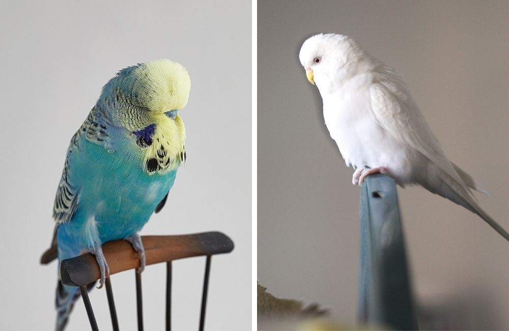 English budgie (left) vs common budgie (right): Melopsittacus undulatus, a popular pet bird.