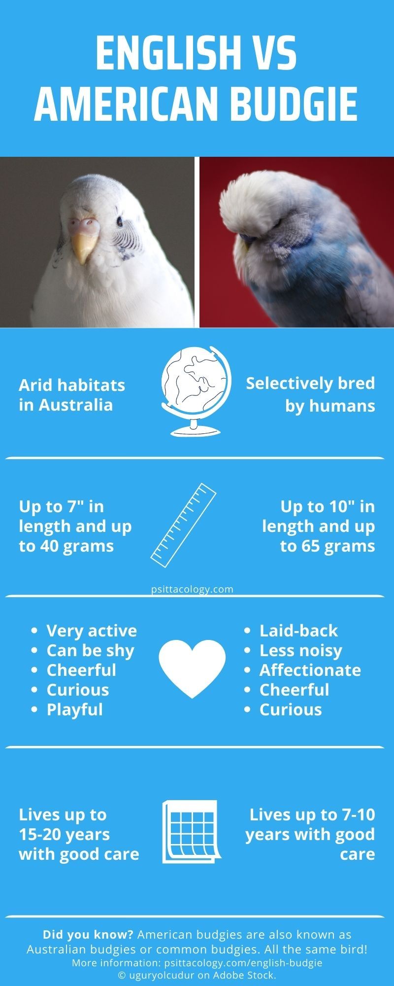 Infographic illustrating the difference between common and English budgies.