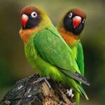Yellow-collared lovebird pair (Agapornis personatus), a popular pet parrot.