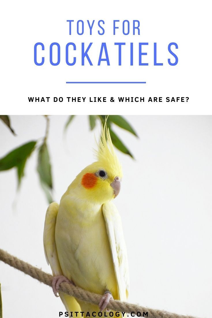 Yellow lutino cockatiel with text above saying: toys for cockatiels: what do they like & which are safe?