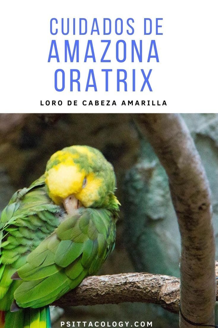 Amazona oratrix | Loro de cabeza amarilla cuidados & información