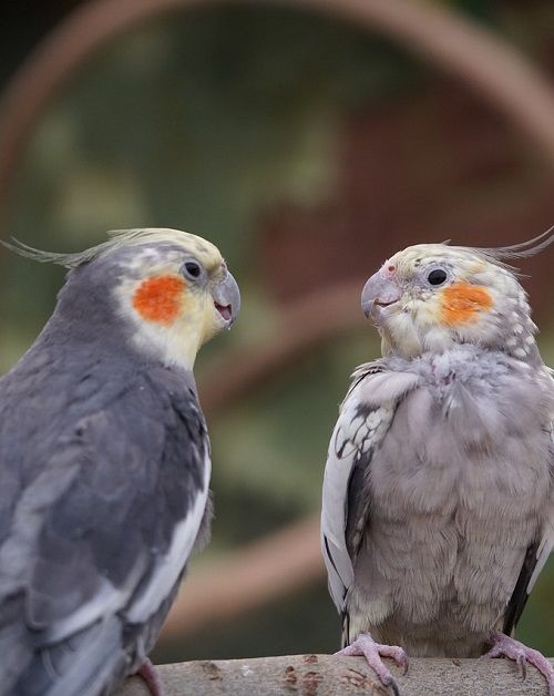 Angry cockatiel (left) lashing out to young cockatiel (right). Nymphicus hollandicus, a popular pet parrot species.