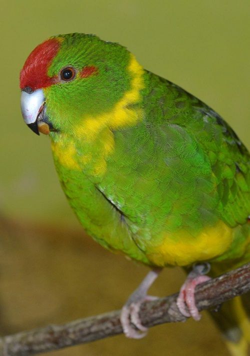 Close-up of a green and yellow mottled red-fronted parakeet. 