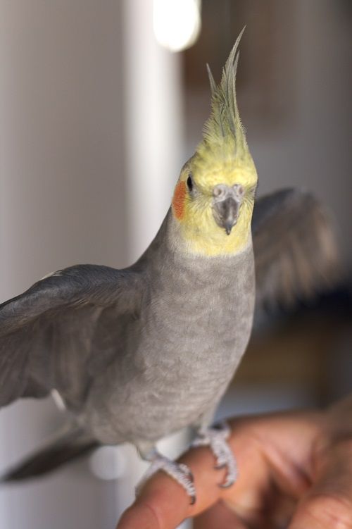 Male Nympicus hollandicus parrot sitting on human finger flapping its wings.