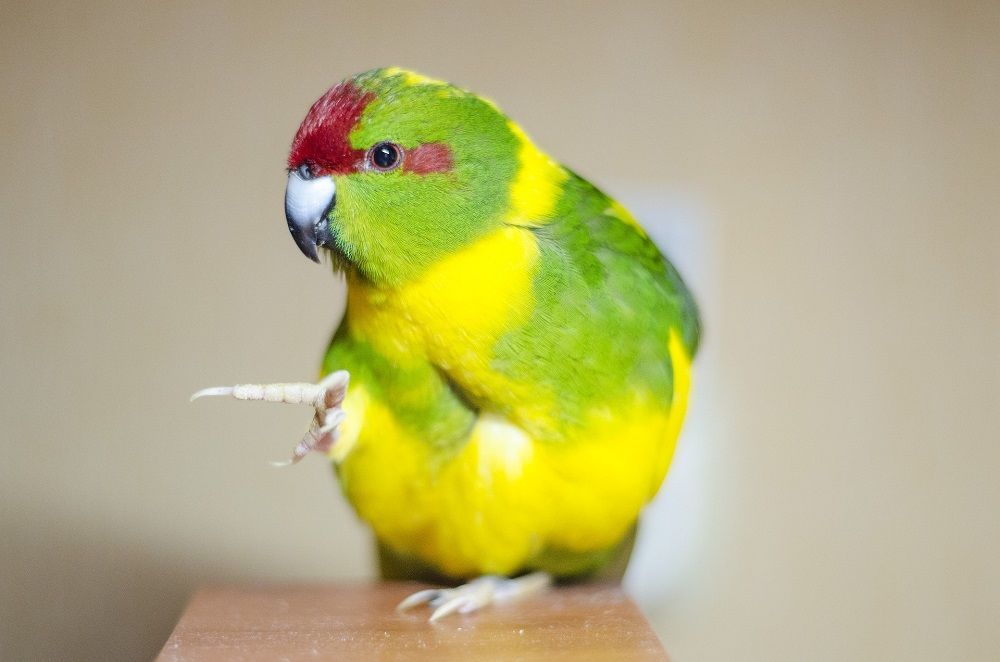 Green and yellow pied kakariki parakeet.