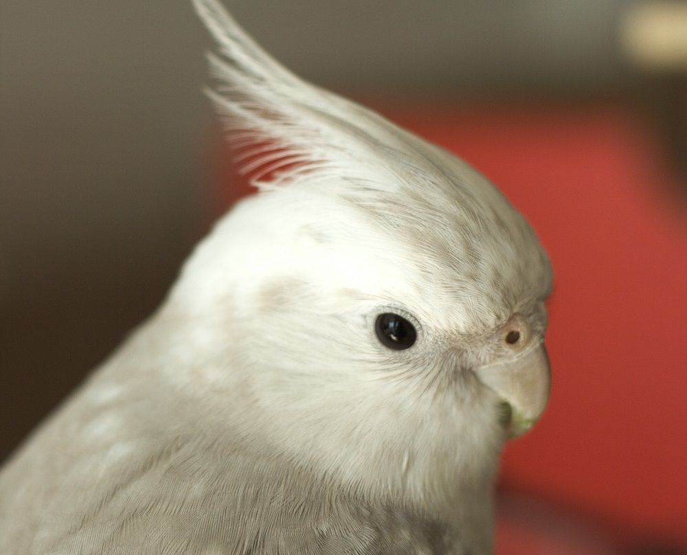 Headshot of white and grey mottled cockatiel parrot.