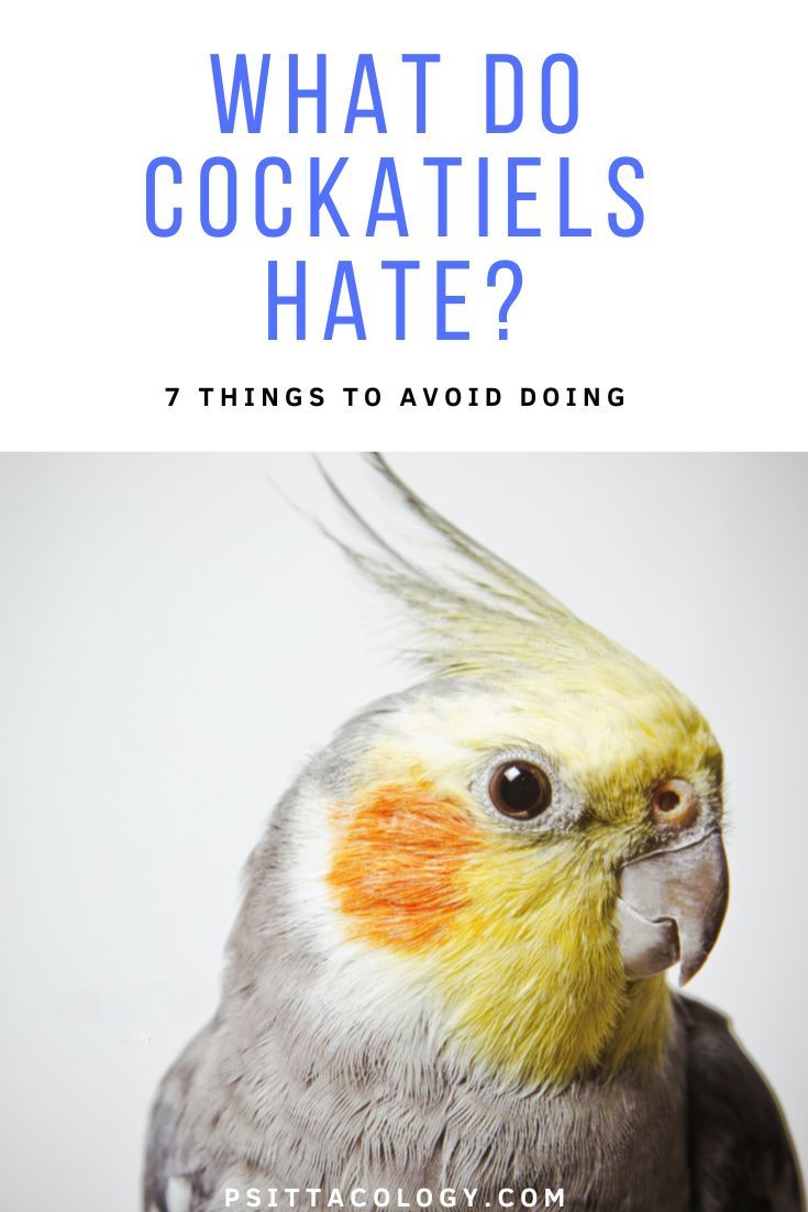 What do cockatiels hate? 7 things you should avoid doing