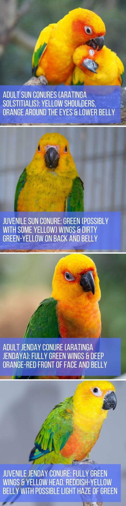Split image showing the differences between adult and juvenile sun conures and jenday conures