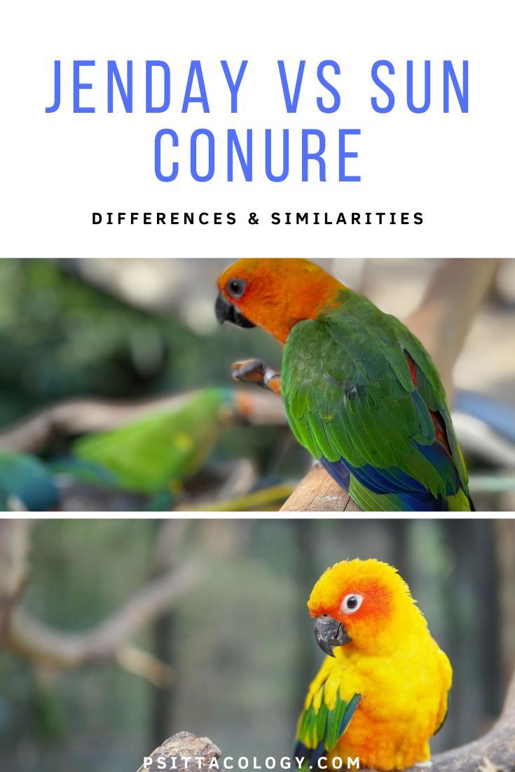 Split image of jenday (top) and sun (bottom) conure parrots with text above saying: jenday vs sun conure | differences & similarities