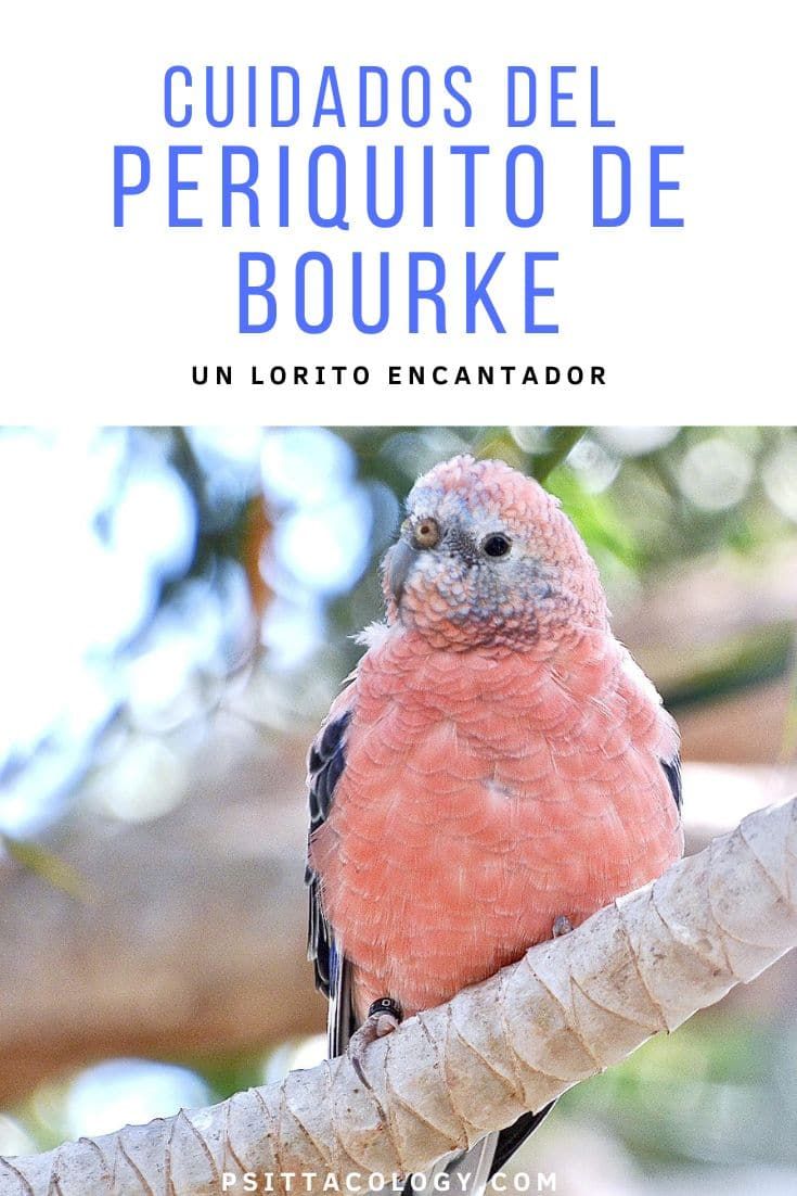 Periquito de Bourke | Neopsephotus bourkii cuidados & información