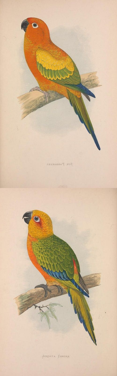 Split vintage illustrations showing the difference between sun and jenday conure parrots