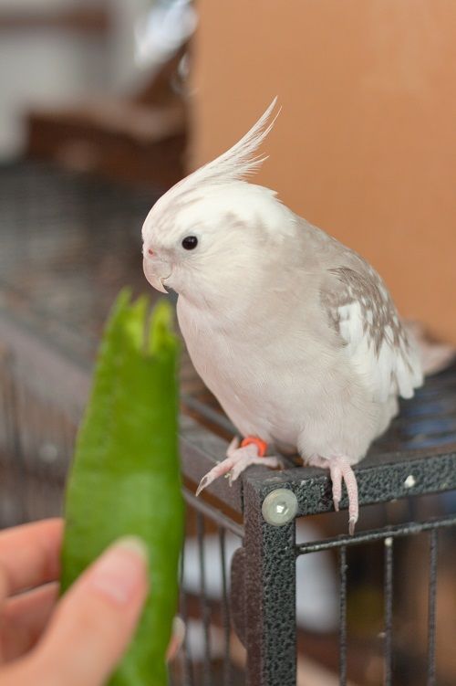 White cockatiel parrot being offered a pointy green pepper.