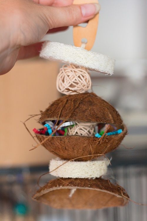 DIY parrot foraging toy with coconut shells.