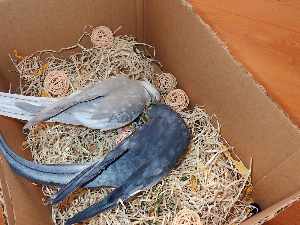 Cockatiel parrots foraging in box.