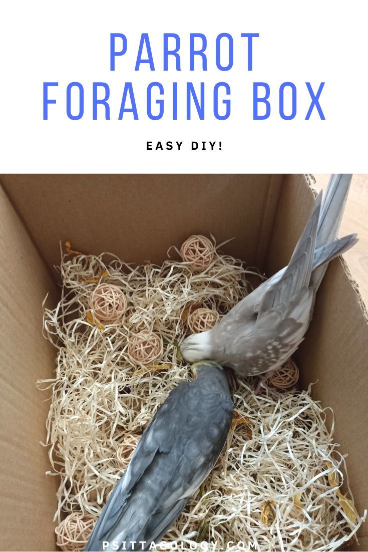 Photo of parrots foraging in box with text above saying: Parrot foraging box | Easy DIY!