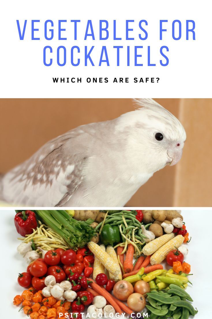 Split image showing a cockatiel parrot at the top and a pile of vegetables at the bottom. 