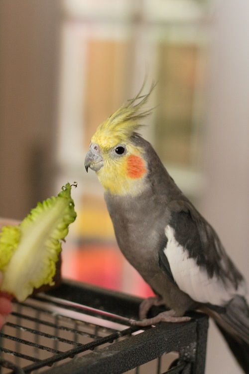 Male grey cockatiel parrot being offered a romaine lettuce leaf.
