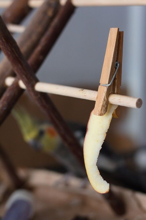 Apple slice held by clothespin with cockatiel parrot in the background.