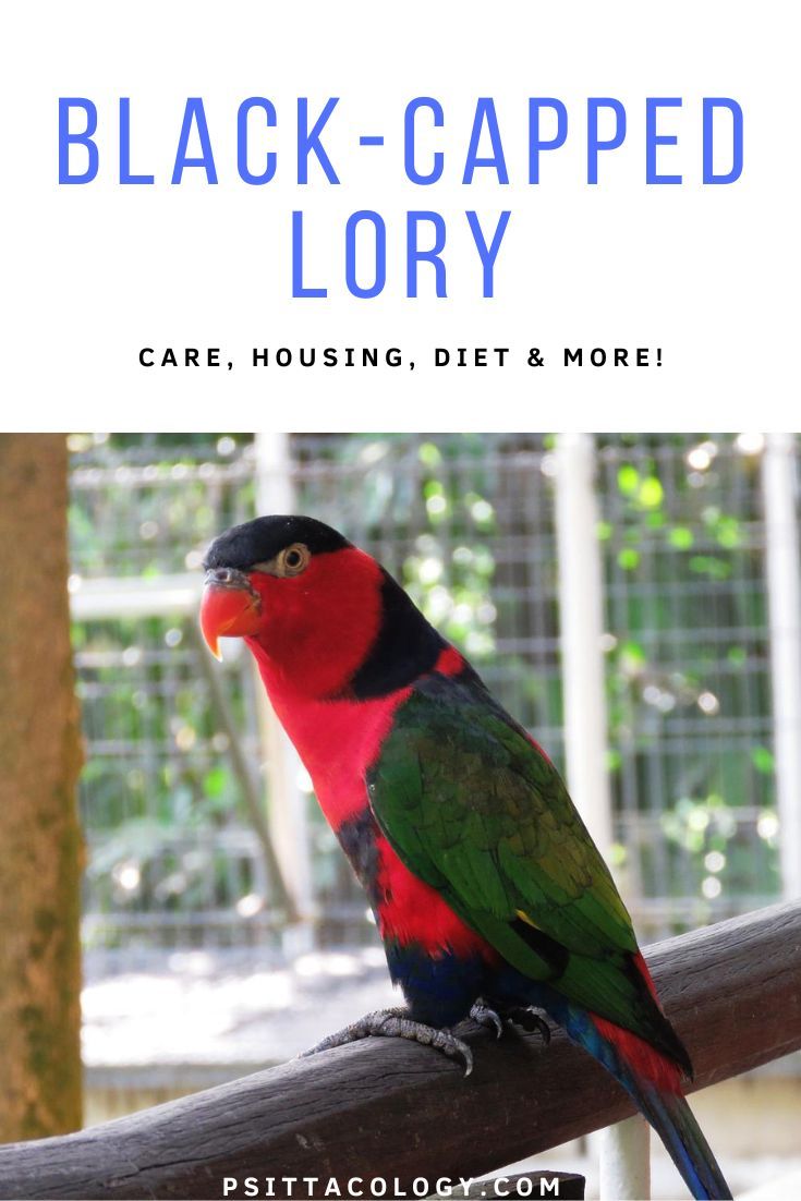 Black-capped lory, a parrot species scientifically known as Lorius lory