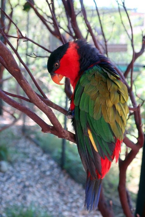 Lorius lory parrot sat in a tree in an aviary.
