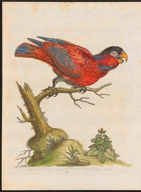 Vintage illustration of black-capped lory parrot.