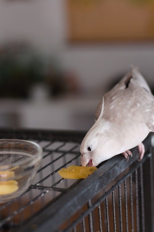 White cockatiel parrot taking a bite of some penne pasta.