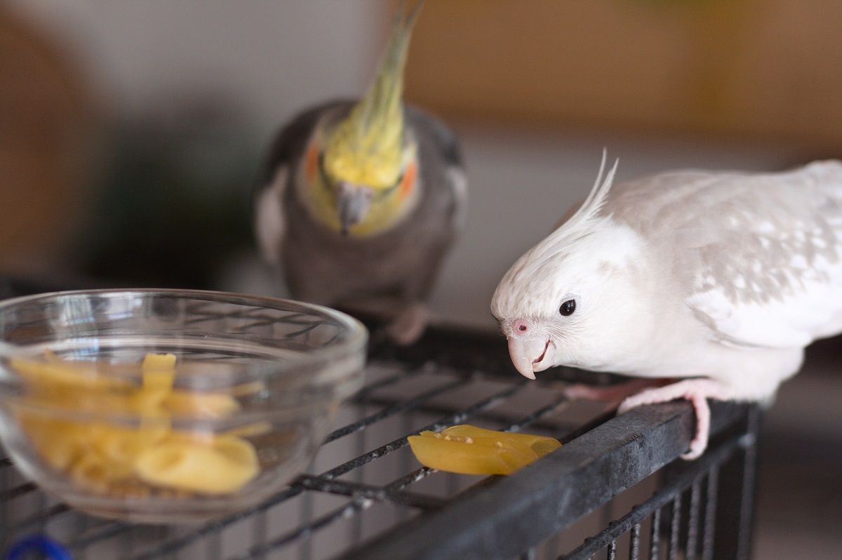 White cockatiel parrot eating pasta