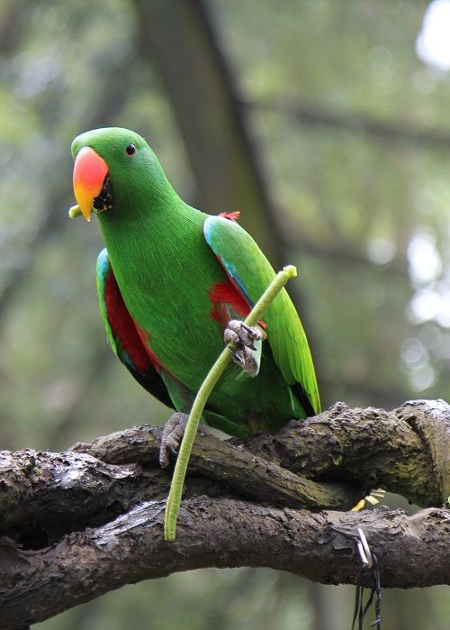 Male eclectus parrot holding food and eating.