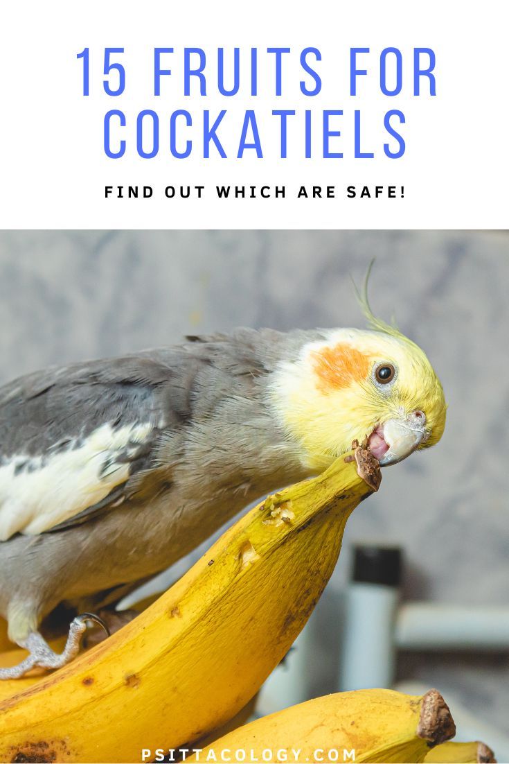 Can cockatiels eat...? 15 fruits for cockatiels