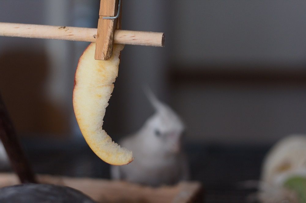 Apple slice held by clothespin with white cockatiel parrot in the background.