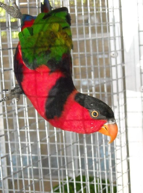 Black-capped lory bird hanging upside down from cage bars