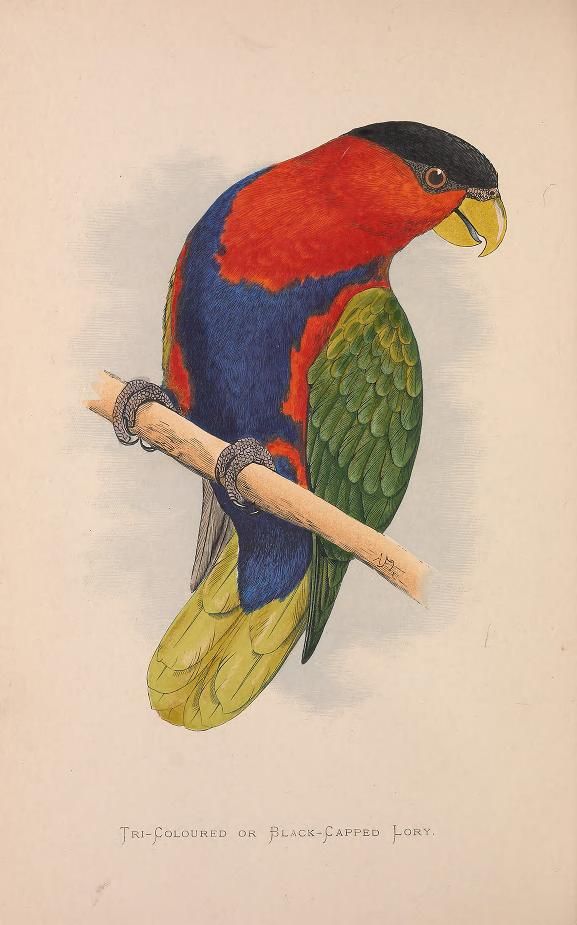 Black-capped lory vintage illustration from Parrots in Captivity (1887)
