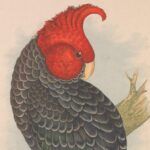 Gang-Gang cockatoo vintage illustration from Parrots in Captivity (1887)