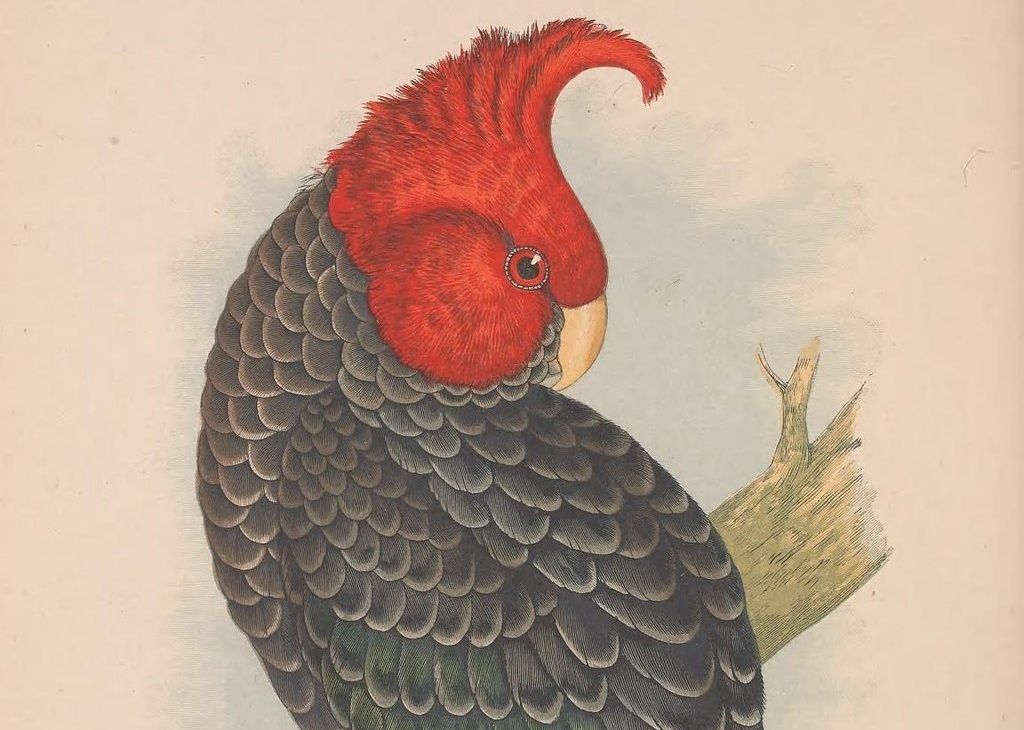 Gang-Gang cockatoo vintage illustration from Parrots in Captivity (1887)