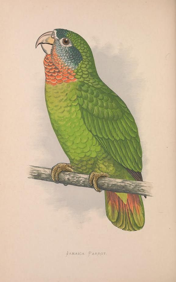 Jamaica parrot vintage illustration from Parrots in Captivity (1887)