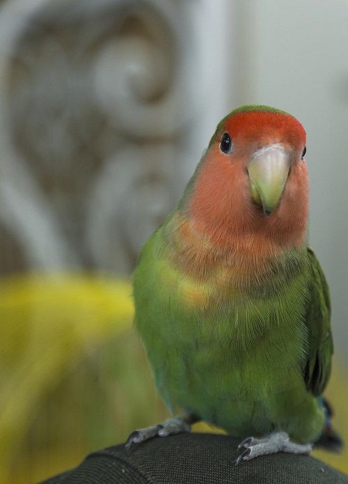 Parrotlet vs Lovebird | Which is the parrot for you? - Psittacology