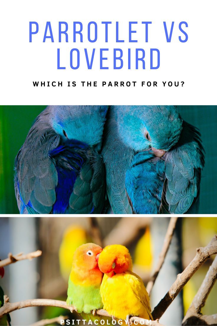 Split image of blue parrotlets (top) and two lovebirds (bottom) with text above saying: Parrotlet vs lovebird | Which is the parrot for you?