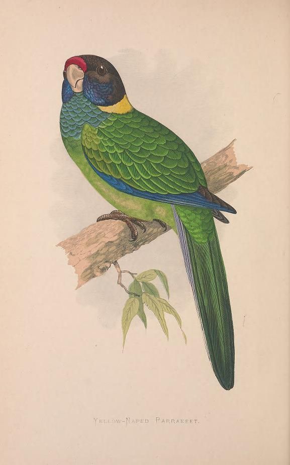 Yellow-naped parakeet vintage illustration from Parrots in Captivity (1887)