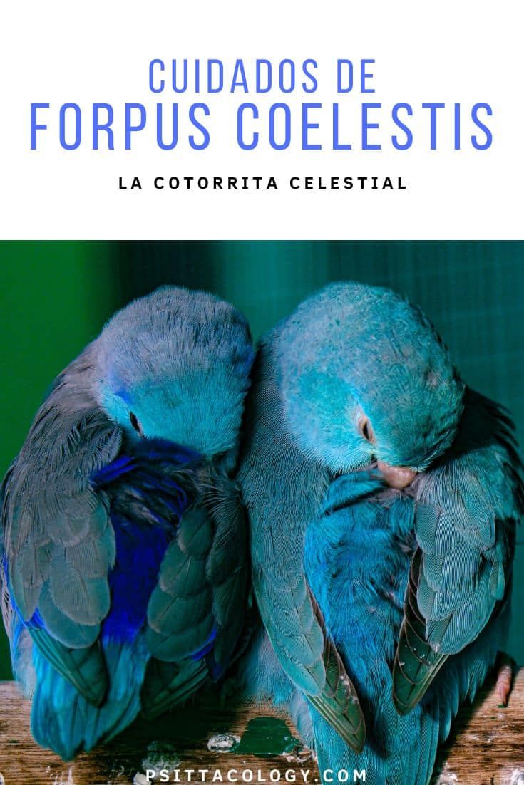 Dos loros Forpus coelestis azules dormidos.