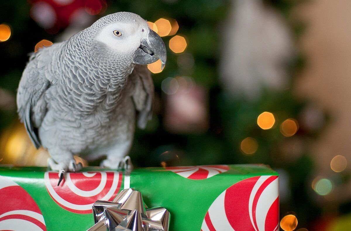Congo african grey parrot standing on gift in front of lighted christmas tree