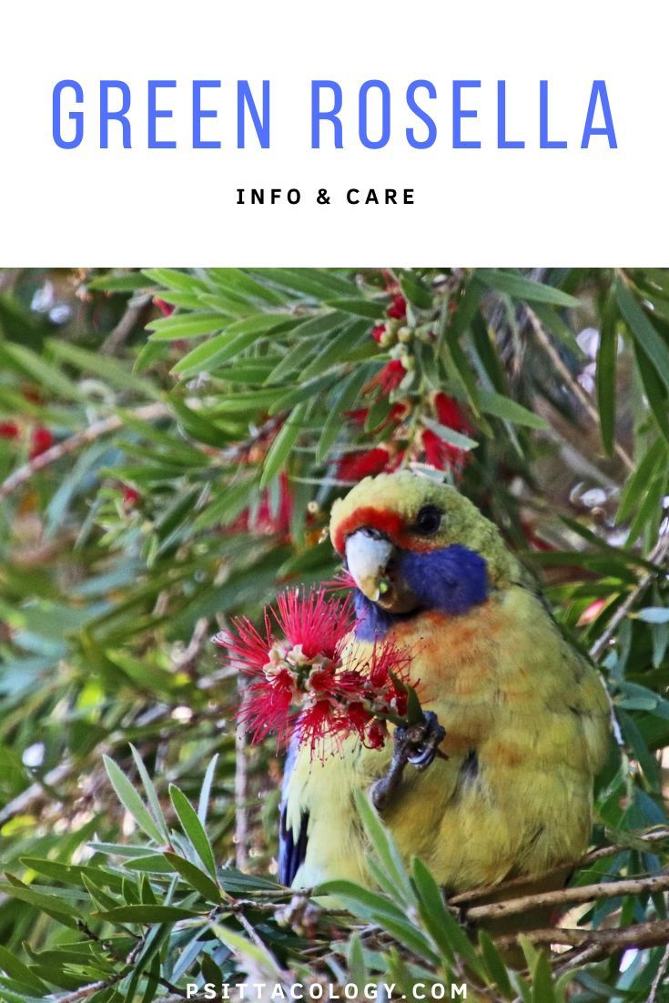 Photo of a colorful parrot holding and eating a flower with text above saying: Green rosella | Info & care