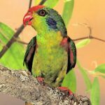 Hypocharmosyna rubronotata or red-fronted lorikeet