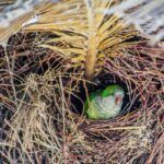 Quaker parrot nest with bird inside.
