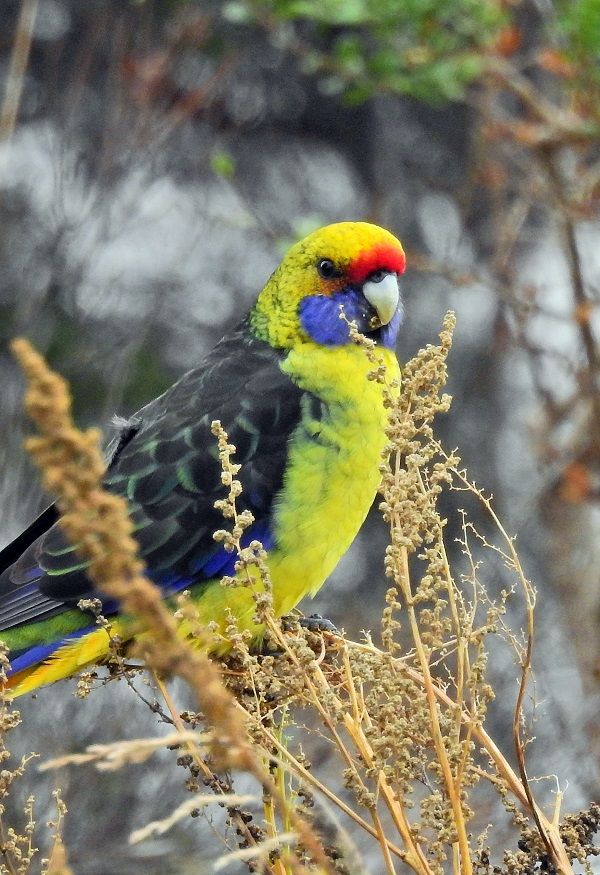 Platycercus caledonicus, better known as the green rosella parrot